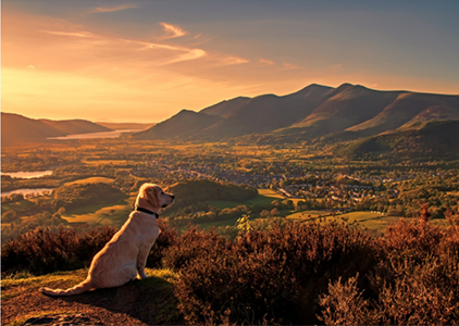 Cachorro olhando para o horizonte (Texto: Fins de Semana)