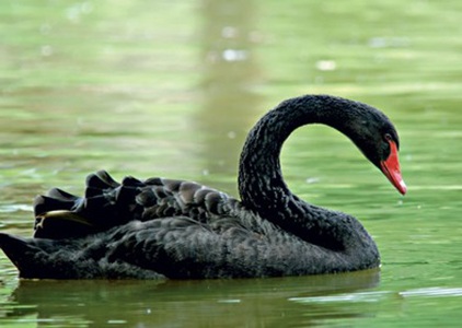Cisne Negro